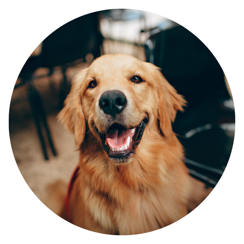 happy golden retriever looking at the camera