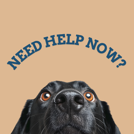 black dog looking up at a sign that reads